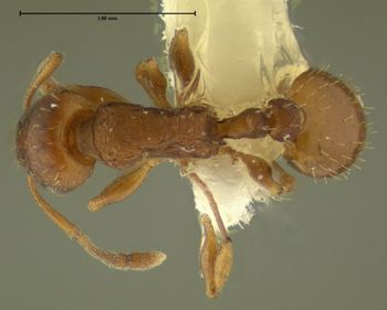 Media type: image;   Entomology 615086 Aspect: habitus dorsal view